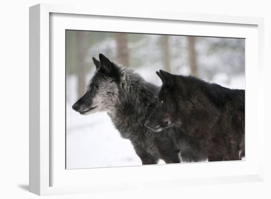 Two Black Melanistic Variants of North American Timber Wolf (Canis Lupus) in Snow, Austria, Europe-Louise Murray-Framed Photographic Print