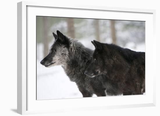 Two Black Melanistic Variants of North American Timber Wolf (Canis Lupus) in Snow, Austria, Europe-Louise Murray-Framed Photographic Print