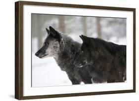 Two Black Melanistic Variants of North American Timber Wolf (Canis Lupus) in Snow, Austria, Europe-Louise Murray-Framed Photographic Print