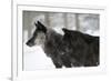 Two Black Melanistic Variants of North American Timber Wolf (Canis Lupus) in Snow, Austria, Europe-Louise Murray-Framed Photographic Print