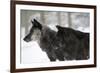 Two Black Melanistic Variants of North American Timber Wolf (Canis Lupus) in Snow, Austria, Europe-Louise Murray-Framed Photographic Print