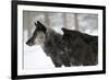 Two Black Melanistic Variants of North American Timber Wolf (Canis Lupus) in Snow, Austria, Europe-Louise Murray-Framed Photographic Print