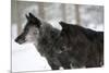 Two Black Melanistic Variants of North American Timber Wolf (Canis Lupus) in Snow, Austria, Europe-Louise Murray-Mounted Photographic Print