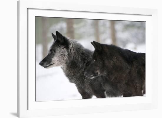 Two Black Melanistic Variants of North American Timber Wolf (Canis Lupus) in Snow, Austria, Europe-Louise Murray-Framed Photographic Print