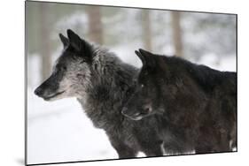 Two Black Melanistic Variants of North American Timber Wolf (Canis Lupus) in Snow, Austria, Europe-Louise Murray-Mounted Photographic Print