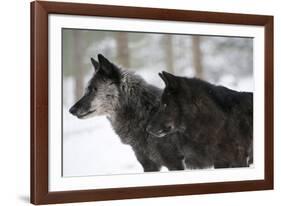 Two Black Melanistic Variants of North American Timber Wolf (Canis Lupus) in Snow, Austria, Europe-Louise Murray-Framed Photographic Print