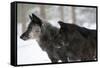 Two Black Melanistic Variants of North American Timber Wolf (Canis Lupus) in Snow, Austria, Europe-Louise Murray-Framed Stretched Canvas