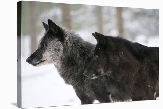 Two Black Melanistic Variants of North American Timber Wolf (Canis Lupus) in Snow, Austria, Europe-Louise Murray-Stretched Canvas