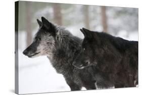 Two Black Melanistic Variants of North American Timber Wolf (Canis Lupus) in Snow, Austria, Europe-Louise Murray-Stretched Canvas