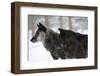 Two Black Melanistic Variants of North American Timber Wolf (Canis Lupus) in Snow, Austria, Europe-Louise Murray-Framed Photographic Print