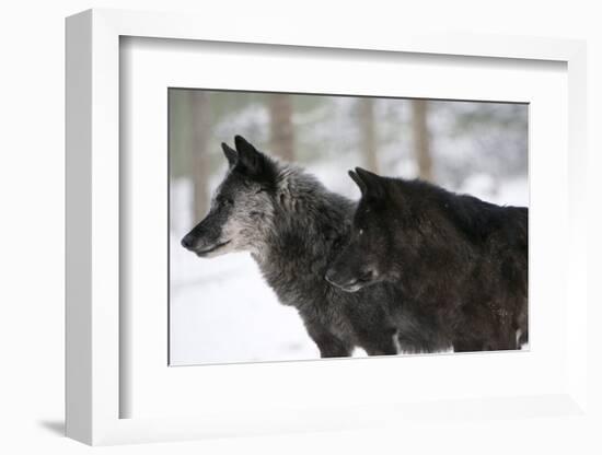 Two Black Melanistic Variants of North American Timber Wolf (Canis Lupus) in Snow, Austria, Europe-Louise Murray-Framed Photographic Print