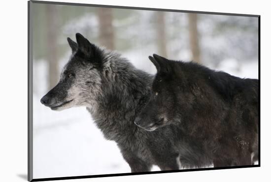 Two Black Melanistic Variants of North American Timber Wolf (Canis Lupus) in Snow, Austria, Europe-Louise Murray-Mounted Photographic Print