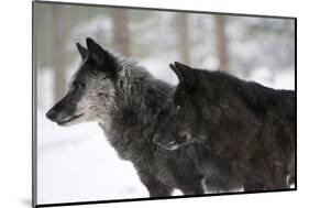 Two Black Melanistic Variants of North American Timber Wolf (Canis Lupus) in Snow, Austria, Europe-Louise Murray-Mounted Photographic Print