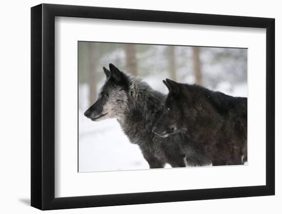 Two Black Melanistic Variants of North American Timber Wolf (Canis Lupus) in Snow, Austria, Europe-Louise Murray-Framed Premium Photographic Print