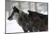 Two Black Melanistic Variants of North American Timber Wolf (Canis Lupus) in Snow, Austria, Europe-Louise Murray-Mounted Premium Photographic Print