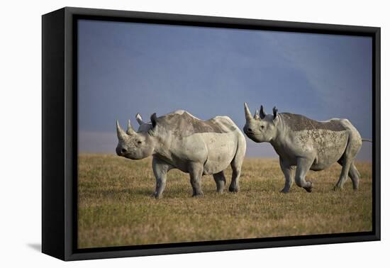 Two Black Rhinoceros (Hook-Lipped Rhinoceros) (Diceros Bicornis)-James Hager-Framed Stretched Canvas