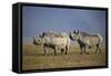 Two Black Rhinoceros (Hook-Lipped Rhinoceros) (Diceros Bicornis)-James Hager-Framed Stretched Canvas