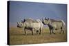 Two Black Rhinoceros (Hook-Lipped Rhinoceros) (Diceros Bicornis)-James Hager-Stretched Canvas