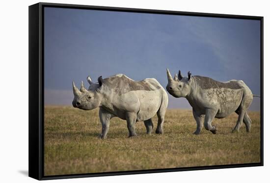 Two Black Rhinoceros (Hook-Lipped Rhinoceros) (Diceros Bicornis)-James Hager-Framed Stretched Canvas