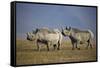 Two Black Rhinoceros (Hook-Lipped Rhinoceros) (Diceros Bicornis)-James Hager-Framed Stretched Canvas