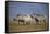 Two Black Rhinoceros (Hook-Lipped Rhinoceros) (Diceros Bicornis)-James Hager-Framed Stretched Canvas