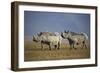 Two Black Rhinoceros (Hook-Lipped Rhinoceros) (Diceros Bicornis)-James Hager-Framed Photographic Print