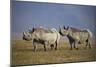 Two Black Rhinoceros (Hook-Lipped Rhinoceros) (Diceros Bicornis)-James Hager-Mounted Photographic Print