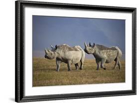 Two Black Rhinoceros (Hook-Lipped Rhinoceros) (Diceros Bicornis)-James Hager-Framed Photographic Print