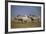 Two Black Rhinoceros (Hook-Lipped Rhinoceros) (Diceros Bicornis)-James Hager-Framed Photographic Print