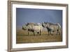 Two Black Rhinoceros (Hook-Lipped Rhinoceros) (Diceros Bicornis)-James Hager-Framed Photographic Print