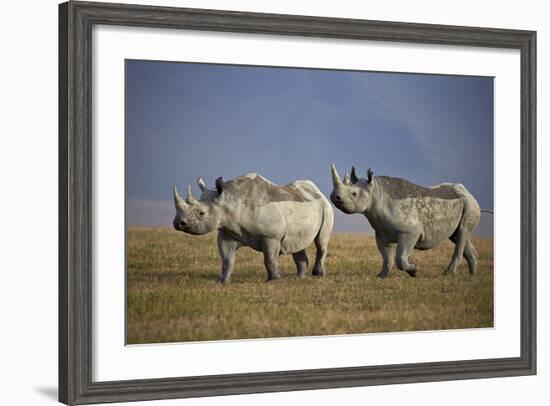 Two Black Rhinoceros (Hook-Lipped Rhinoceros) (Diceros Bicornis)-James Hager-Framed Photographic Print