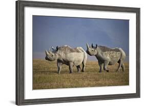 Two Black Rhinoceros (Hook-Lipped Rhinoceros) (Diceros Bicornis)-James Hager-Framed Photographic Print