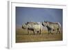 Two Black Rhinoceros (Hook-Lipped Rhinoceros) (Diceros Bicornis)-James Hager-Framed Photographic Print