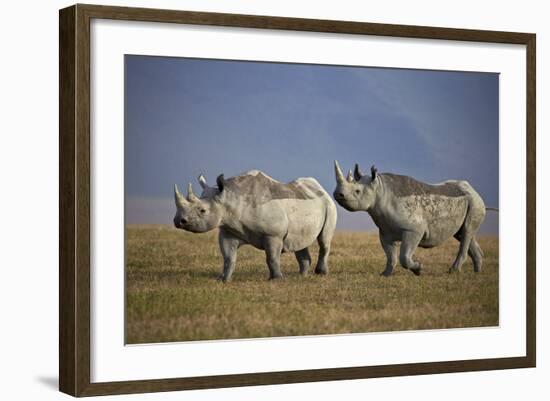 Two Black Rhinoceros (Hook-Lipped Rhinoceros) (Diceros Bicornis)-James Hager-Framed Photographic Print