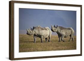 Two Black Rhinoceros (Hook-Lipped Rhinoceros) (Diceros Bicornis)-James Hager-Framed Photographic Print