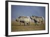 Two Black Rhinoceros (Hook-Lipped Rhinoceros) (Diceros Bicornis)-James Hager-Framed Photographic Print