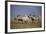 Two Black Rhinoceros (Hook-Lipped Rhinoceros) (Diceros Bicornis)-James Hager-Framed Photographic Print