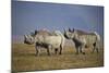 Two Black Rhinoceros (Hook-Lipped Rhinoceros) (Diceros Bicornis)-James Hager-Mounted Photographic Print