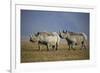 Two Black Rhinoceros (Hook-Lipped Rhinoceros) (Diceros Bicornis)-James Hager-Framed Photographic Print