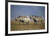 Two Black Rhinoceros (Hook-Lipped Rhinoceros) (Diceros Bicornis)-James Hager-Framed Photographic Print