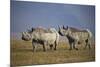 Two Black Rhinoceros (Hook-Lipped Rhinoceros) (Diceros Bicornis)-James Hager-Mounted Photographic Print