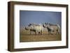 Two Black Rhinoceros (Hook-Lipped Rhinoceros) (Diceros Bicornis)-James Hager-Framed Photographic Print