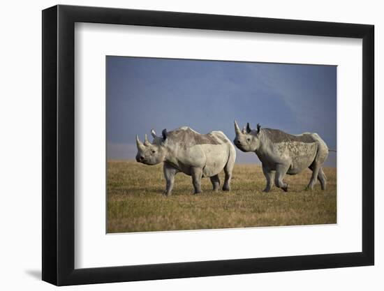 Two Black Rhinoceros (Hook-Lipped Rhinoceros) (Diceros Bicornis)-James Hager-Framed Photographic Print