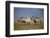 Two Black Rhinoceros (Hook-Lipped Rhinoceros) (Diceros Bicornis)-James Hager-Framed Photographic Print