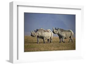 Two Black Rhinoceros (Hook-Lipped Rhinoceros) (Diceros Bicornis)-James Hager-Framed Photographic Print