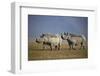 Two Black Rhinoceros (Hook-Lipped Rhinoceros) (Diceros Bicornis)-James Hager-Framed Premium Photographic Print