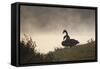 Two Black Swans Wait by the Lakeside on a Misty Morning-Alex Saberi-Framed Stretched Canvas