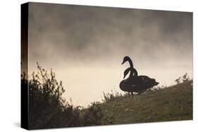 Two Black Swans Wait by the Lakeside on a Misty Morning-Alex Saberi-Stretched Canvas