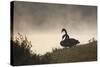 Two Black Swans Wait by the Lakeside on a Misty Morning-Alex Saberi-Stretched Canvas