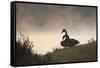 Two Black Swans Wait by the Lakeside on a Misty Morning-Alex Saberi-Framed Stretched Canvas